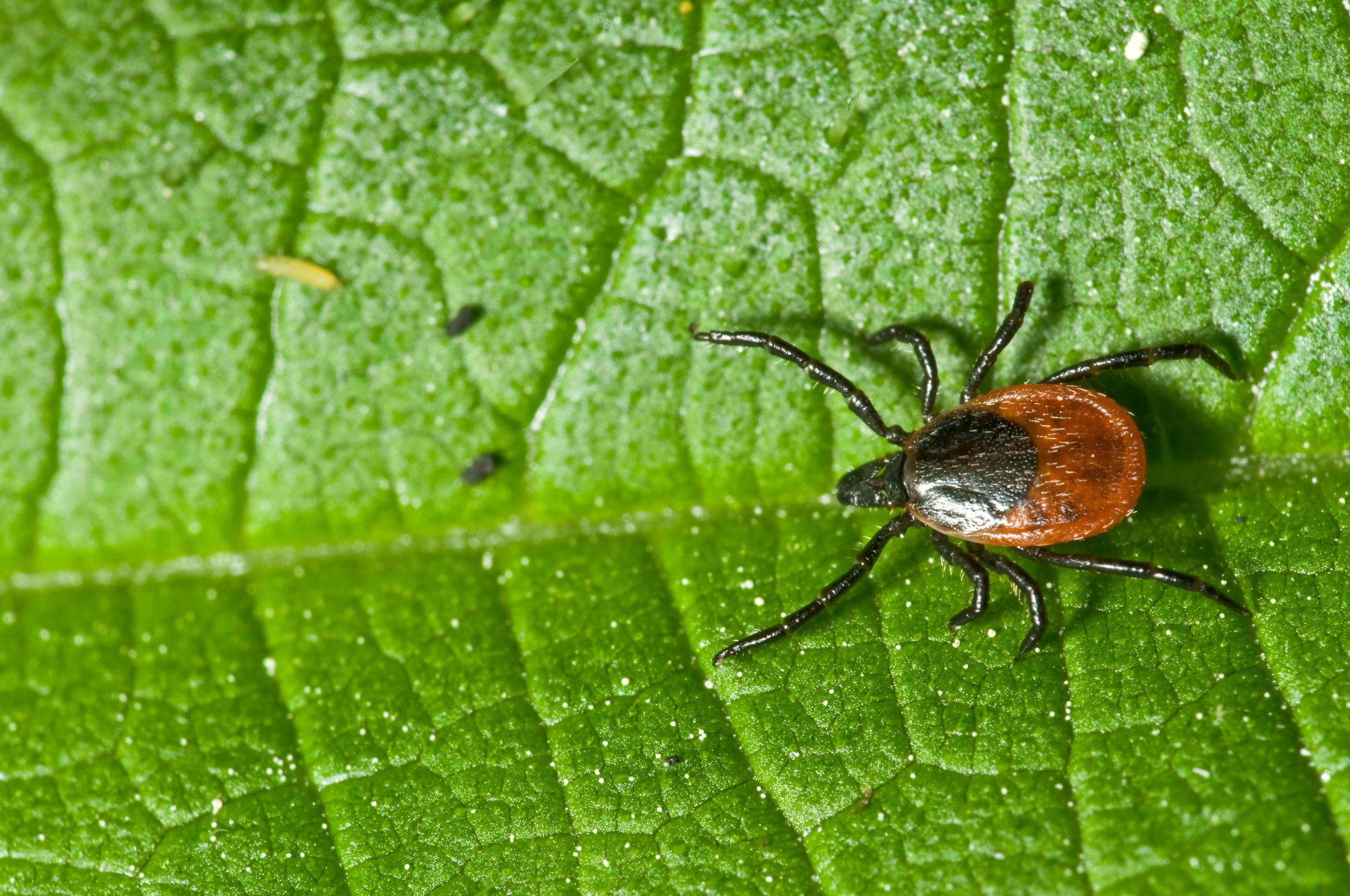 How Physical Therapy Can Help Patients With Lyme Disease